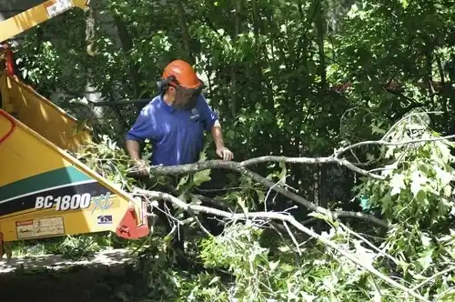 tree services Amsterdam